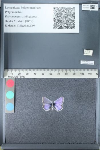 Media type: image;   Entomology 155344